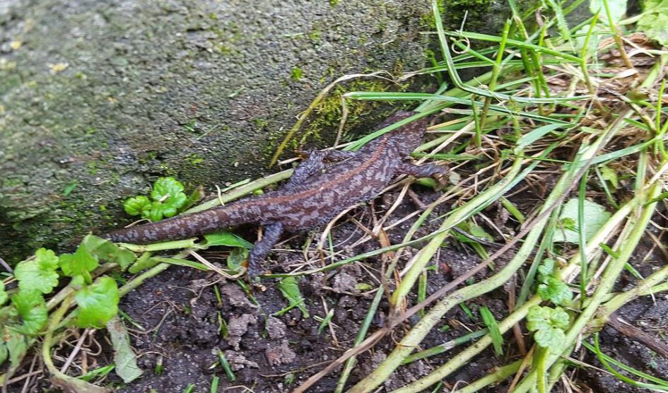 welke salamander is dit?